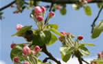 Apfelbaum