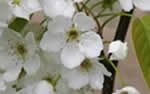 Kirschbaum